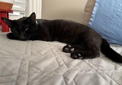 Lost Female Cat last seen Golden hill area, Norwalk, CT 06854
