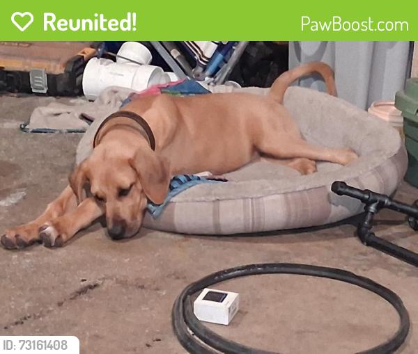Reunited Male Dog last seen Hwy 70, Okeechobee, FL 34972
