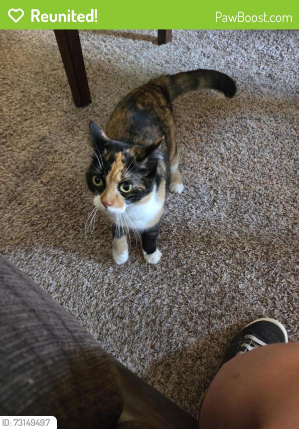 Reunited Female Cat last seen Alder St NW, Bethel, MN 55005