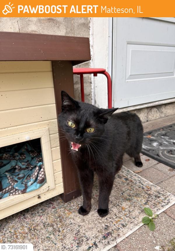 Found/Stray Male Cat last seen Old Matteson, by the Metra, Matteson, IL 60461
