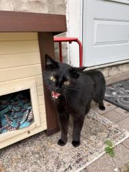 Found/Stray Male Cat last seen Old Matteson, by the Metra, Matteson, IL 60461