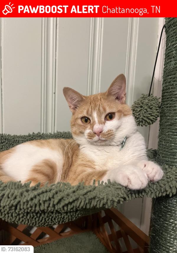 Lost Male Cat last seen Spring creek road, Chattanooga, TN 37412