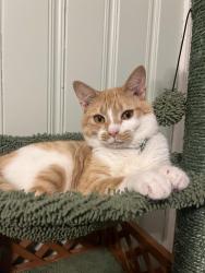 Lost Male Cat last seen Spring creek road, Chattanooga, TN 37412