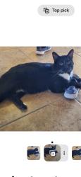 Lost Male Cat last seen Heart Break Ridge, Camino Loma, Vail, AZ 85641
