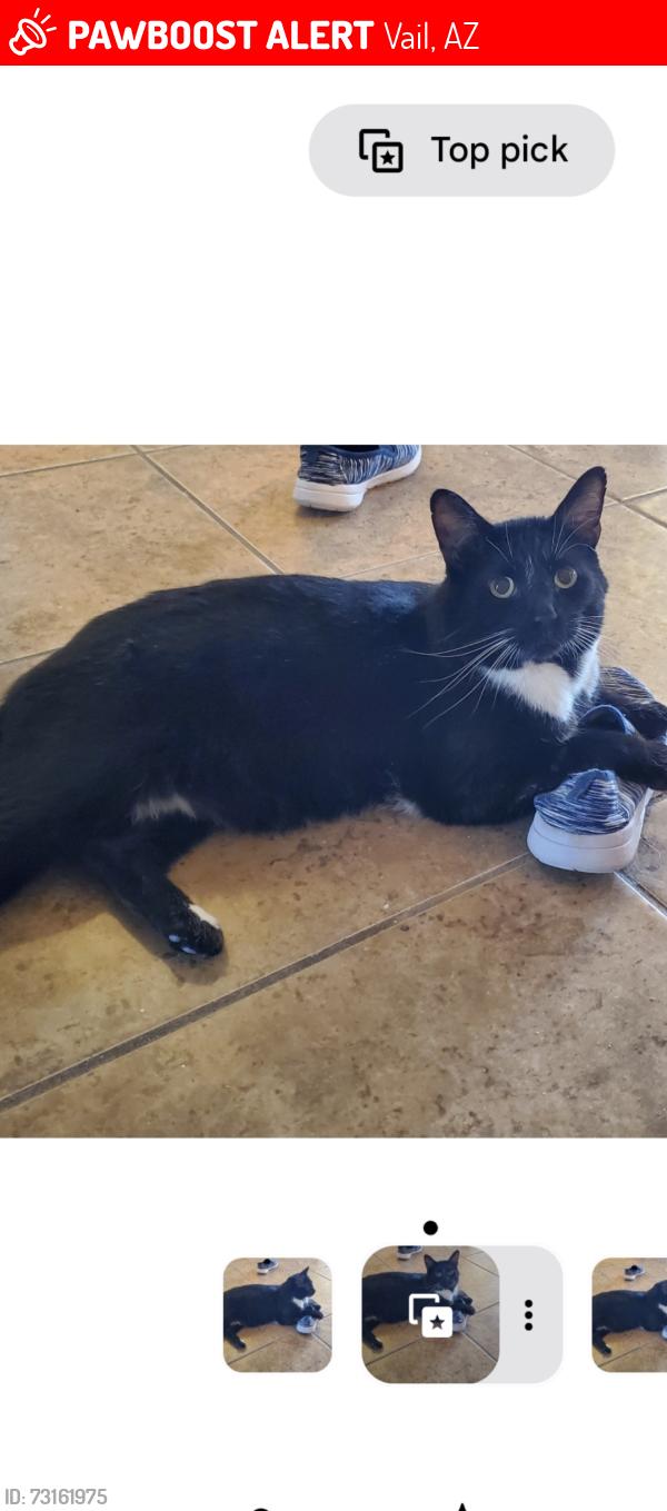 Lost Male Cat last seen Heart Break Ridge, Camino Loma, Vail, AZ 85641