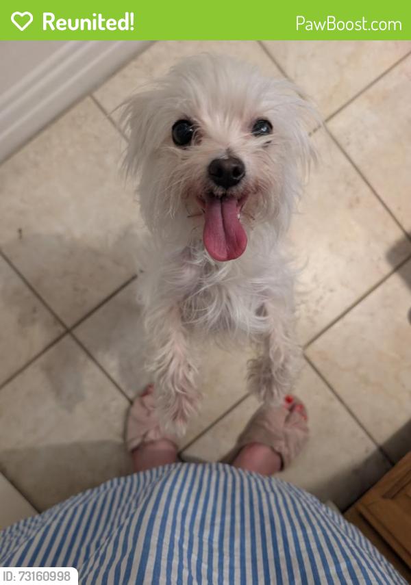 Reunited Female Dog last seen Corbin and Vanowen, Los Angeles, CA 91306