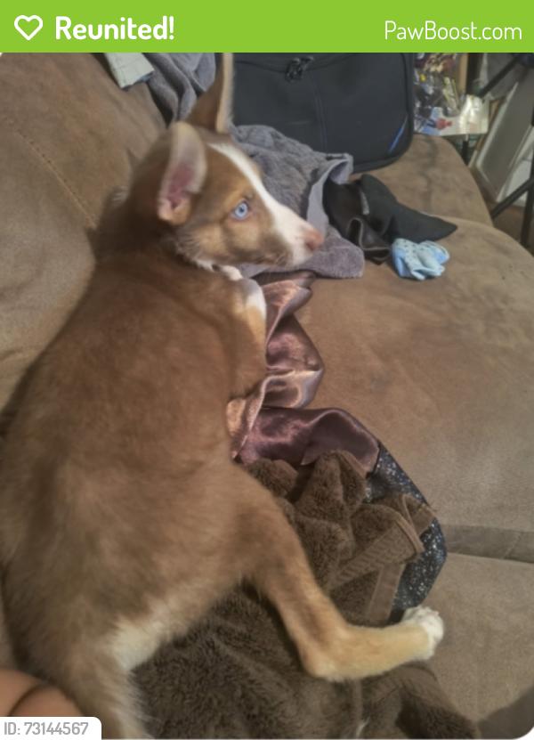 Reunited Female Dog last seen Grandview park, El Paso, TX 79930