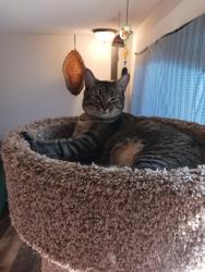 Lost Female Cat last seen Harley and 24th street, Vancouver, WA 98661