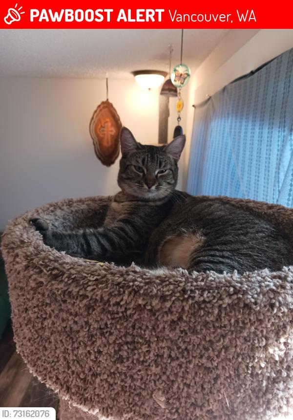 Lost Female Cat last seen Harley and 24th street, Vancouver, WA 98661