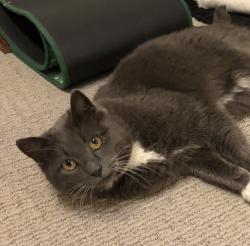 Lost Female Cat last seen Sandy Ridge ests, Grande Prairie County No. 1, AB 