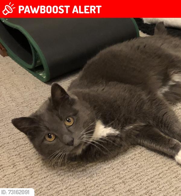 Lost Female Cat last seen Sandy Ridge ests, Grande Prairie County No. 1, AB 