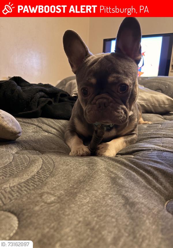 Lost Male Dog last seen Fallowfeild, Pittsburgh, PA 15216
