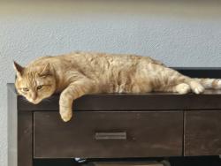 Lost Male Cat last seen at home, San Ramon, CA 94583