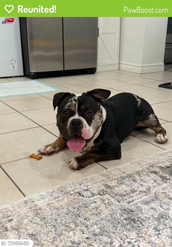 Reunited Male Dog last seen Na, Toronto, ON M6M 3Z2