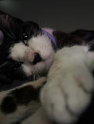 Lost Unknown Cat last seen Flourenoy and 33rd, Manhattan Beach, CA 90266