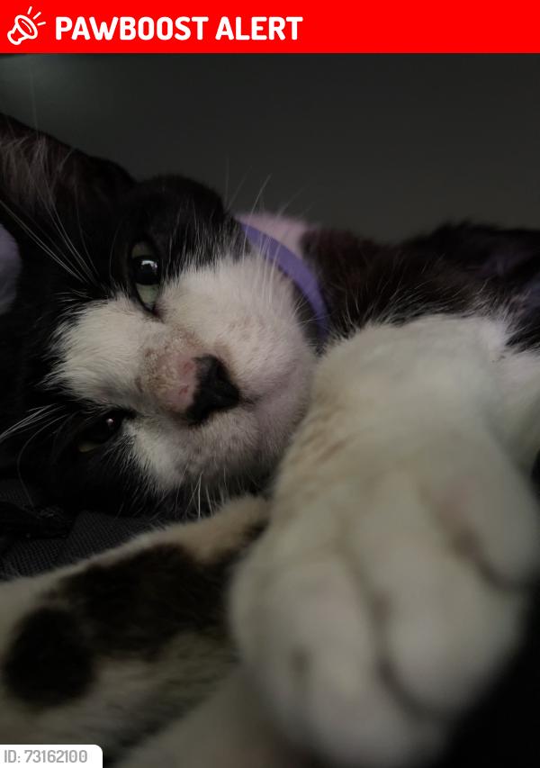 Lost Unknown Cat last seen Flourenoy and 33rd, Manhattan Beach, CA 90266