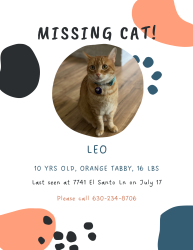 Lost Male Cat last seen Arapaho and Coit rd, Dallas, TX 75248