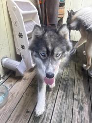 Found/Stray Female Dog last seen Pizza plus Sullivan gardens, Kingsport, TN 37660