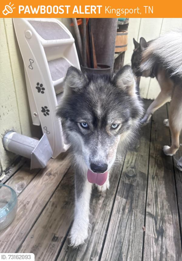 Found/Stray Female Dog last seen Pizza plus Sullivan gardens, Kingsport, TN 37660
