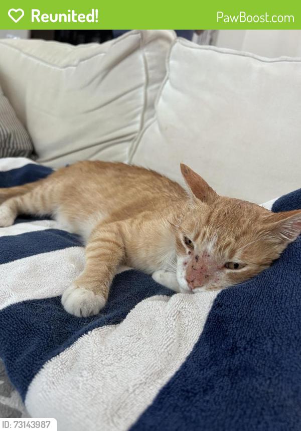 Reunited Male Cat last seen Fort Washington Golf Course, Fresno, CA 93730