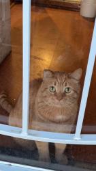 Lost Male Cat last seen 24th and Euclid, Berwyn, IL 60402