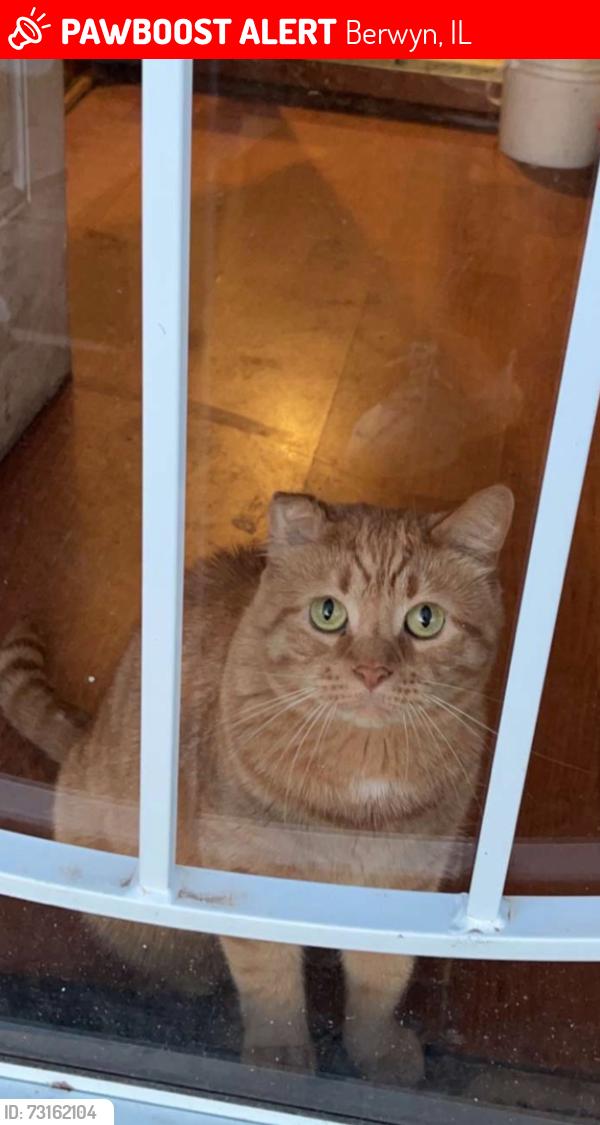 Lost Male Cat last seen 24th and Euclid, Berwyn, IL 60402