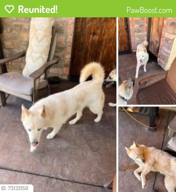 Reunited Female Dog last seen Dry Creek & Black Oak, Auburn, CA 95602