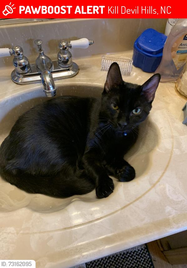 Lost Male Cat last seen Cedar Drive & First Street, Kill Devil Hills, NC 27948