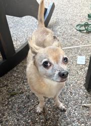 Lost Male Dog last seen Golden sage drive cochrans crossing lake woodlands, Spring, TX 77381