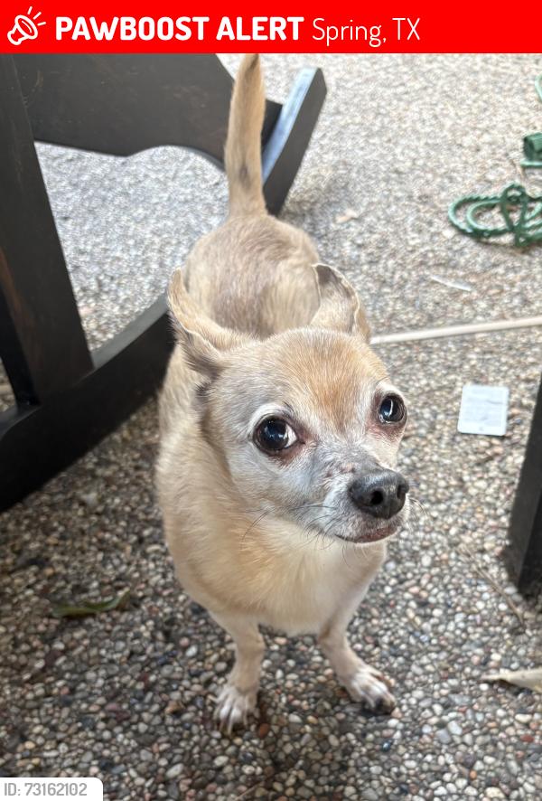 Lost Male Dog last seen Golden sage drive cochrans crossing lake woodlands, Spring, TX 77381