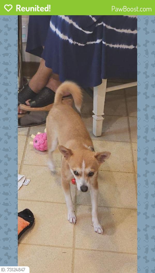 Reunited Female Dog last seen Appleton st, Detroit, MI 48219