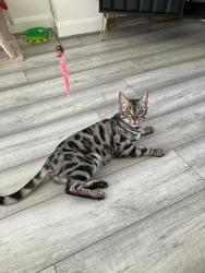 Lost Male Cat last seen Near Warwick road Scunthorpe, North Lincolnshire, England DN16 1EZ