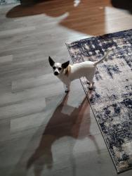 Lost Male Dog last seen Bartow fl, Bartow, FL 33830