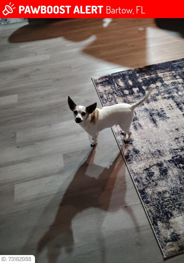 Lost Male Dog last seen Bartow fl, Bartow, FL 33830