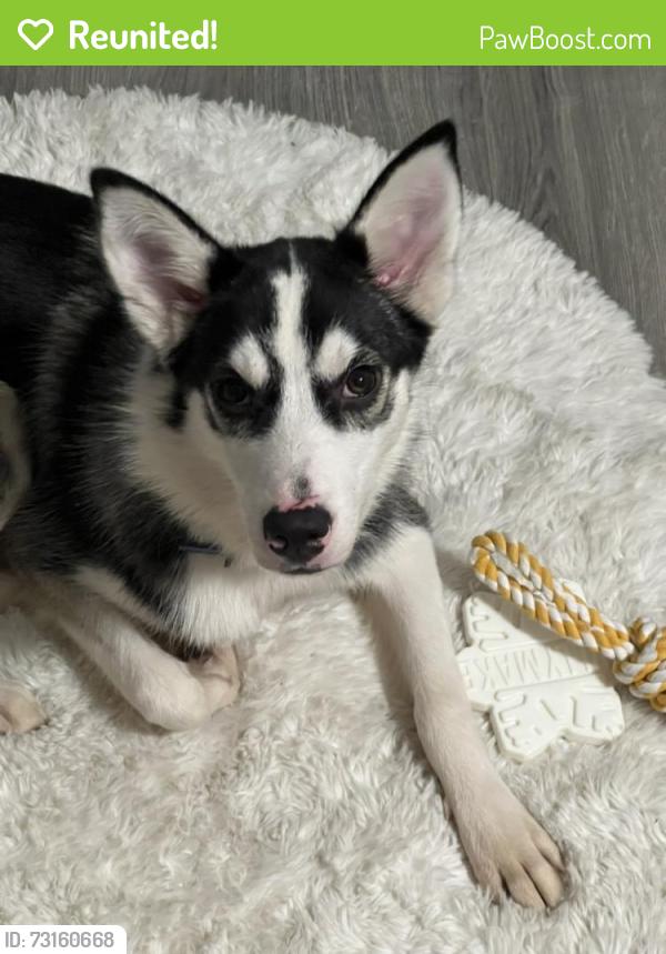 Reunited Female Dog last seen the crossing street, O'Fallon, MO 63366