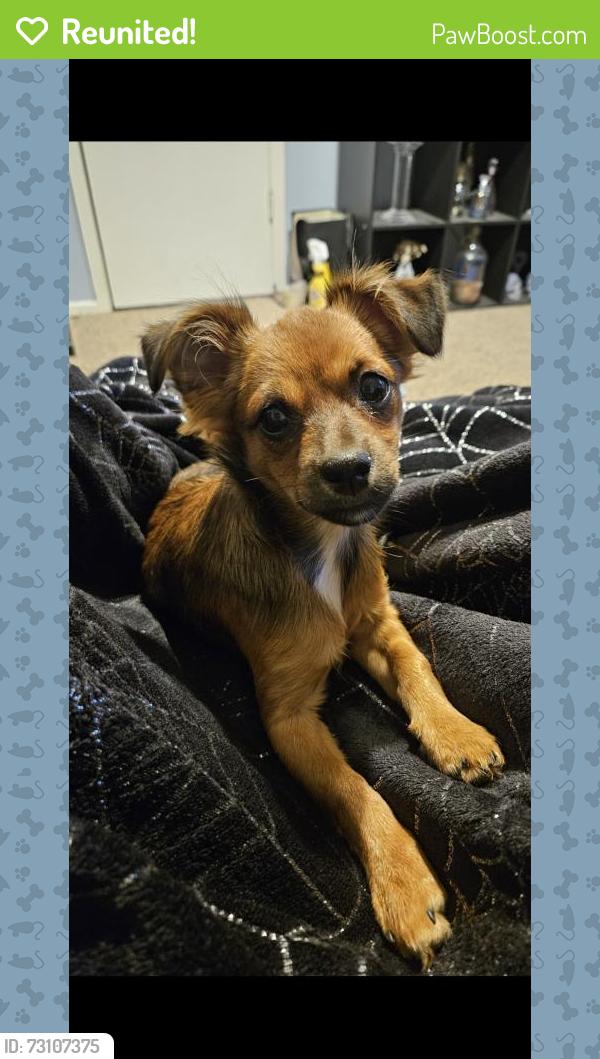 Reunited Female Dog last seen 49th St & Chicago Ave, Lubbock, TX 79414, USA, Lubbock, TX 79414