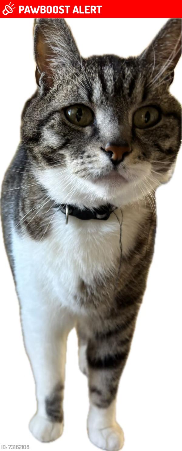 Lost Male Cat last seen Chesterfield st, North Vancouver, BC V7M 1S3