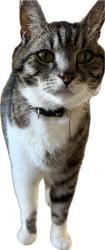 Lost Male Cat last seen Chesterfield st, North Vancouver, BC V7M 1S3