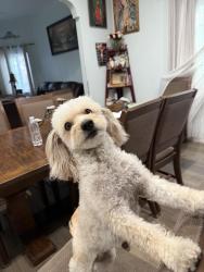 Lost Female Dog last seen 25th St & Maple Ave, Los Angeles, CA 90011, Los Angeles, CA 90011