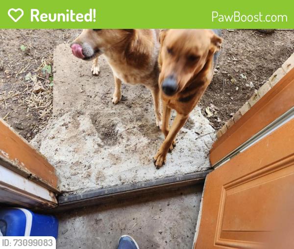 Reunited Male Dog last seen Ray and Greenbriar Drive, DeSoto, TX 75115