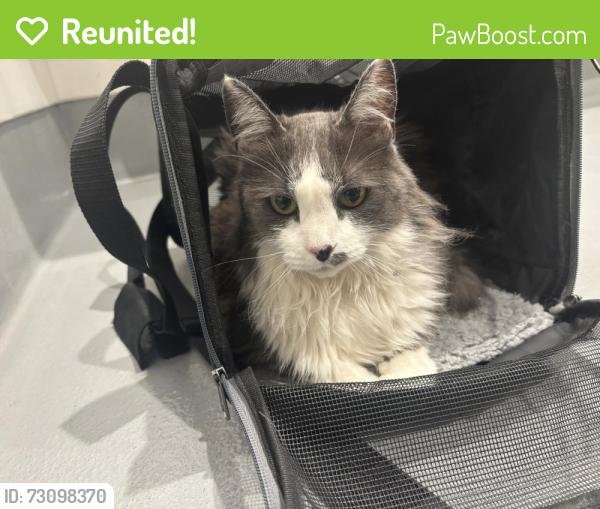 Reunited Female Cat last seen Near & Ambassador, Kansas City, MO 64106