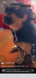 Lost Female Dog last seen Heckscher ave bay shore, Bay Shore, NY 11706