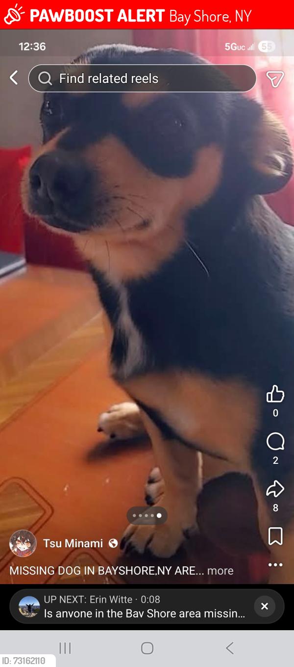 Lost Female Dog last seen Heckscher ave bay shore, Bay Shore, NY 11706