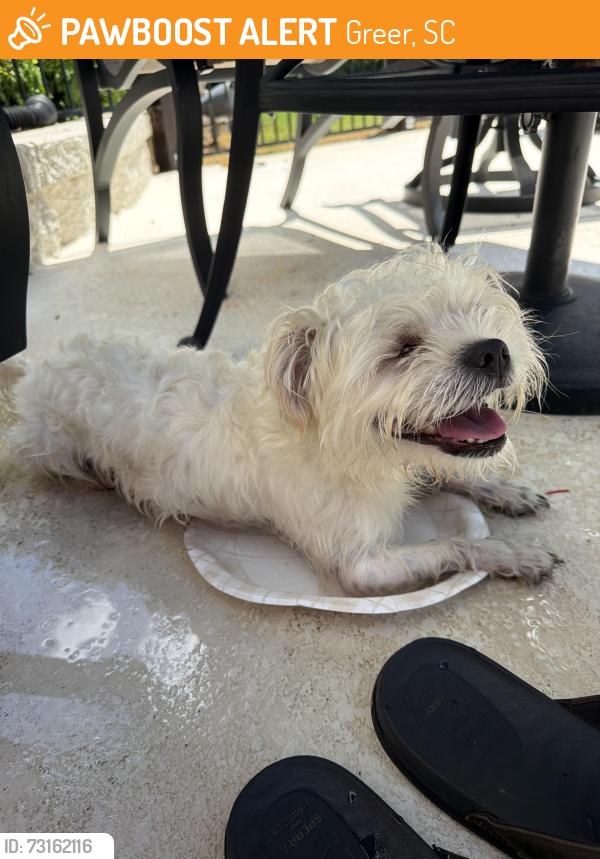 Found/Stray Unknown Dog last seen Annandale Court, Greer, SC 29651