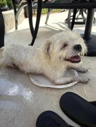 Found/Stray Unknown Dog last seen Annandale Court, Greer, SC 29651