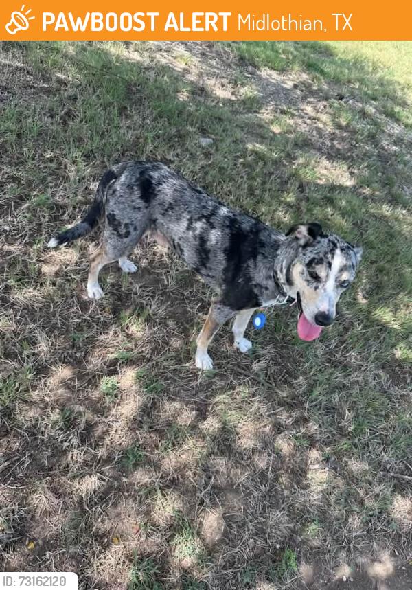 Found/Stray Male Dog last seen Starbucks, Midlothian, TX 76065