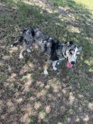 Found/Stray Male Dog last seen Starbucks, Midlothian, TX 76065