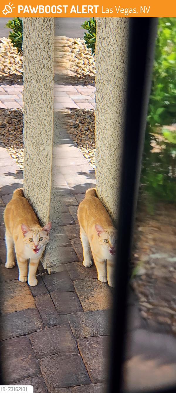 Found/Stray Unknown Cat last seen Grand Montecito pkwy and el khorn, Las Vegas, NV 89149