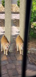Found/Stray Unknown Cat last seen Grand Montecito pkwy and el khorn, Las Vegas, NV 89149