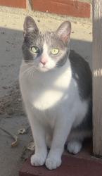 Lost Female Cat last seen Lily King park, Santa Ana, CA 92707